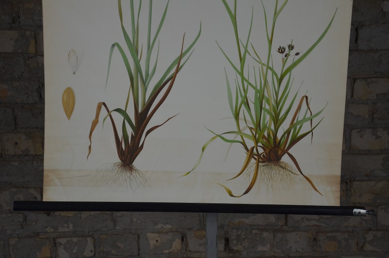 May include: A botanical illustration of grass plants, showing roots, stems, and leaves in detail. The artwork has a light background with a detailed drawing of a seed and a flower. The plants are in shades of green and brown.