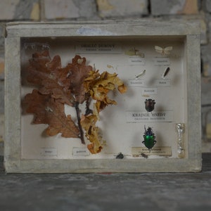 Insects, Beetles: original antique 1950s educational Czech school specimen collection display case box insect biology vintage entomology