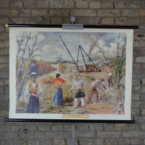 Sugar Cane field & harvest: original vintage suédois des années 1940 affiche éducative école carte murale plante impression agriculteurs agriculture grue Cuba