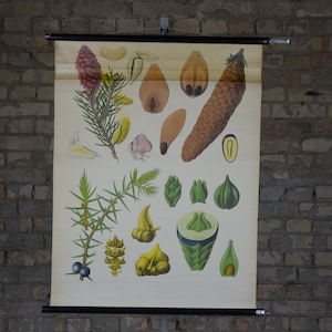 Genévrier, pin, estampe botanique: original vintage des années 1920 Affiche éducative allemande tableau mural de l’école rouleau sur toile lithographique antique Gin