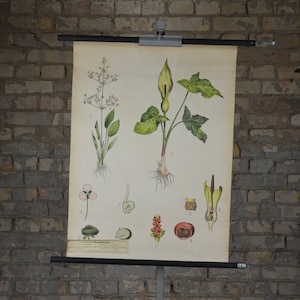 Wasserflecken, Wild arum botanischer Druck: Original Vintage 1920er Lehrposter Schulwandkarte Roll down antike Lithografie