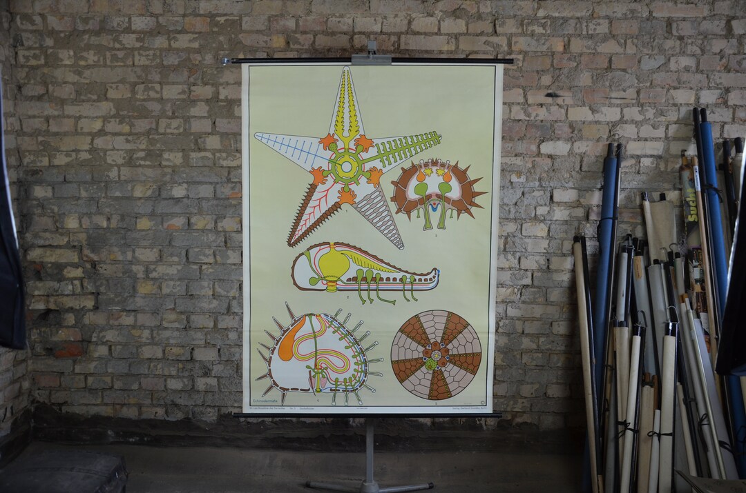 Sea Urchin & Starfish Anatomy: Original Vintage 1960s German ...