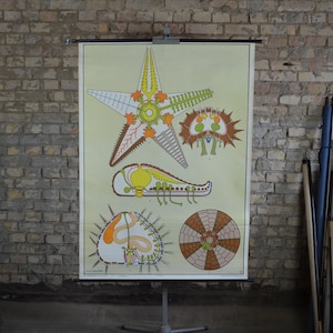 Seeigeel & Seestern Anatomie: Original Vintage 1960er Lehrposter Schule Wandkarte Roll down Druck Ocean Echinoidea marine