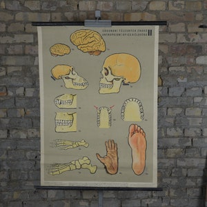Könnte beinhalten: Vintage-Lehrtafel mit Illustrationen der menschlichen Anatomie, einschließlich Gehirn, Schädel, Zähne, Fuß und Hand. Die Tafel ist mit "Srovnani Telesnych Znak" und "Antropoidni Opice a Clovek" betitelt.