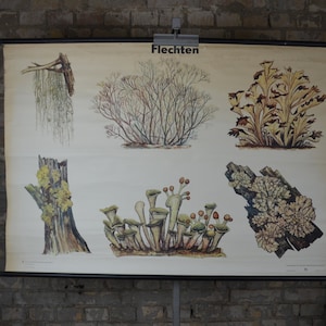 Tipos de líquenes: gran vintage original de la década de 1960 cartel educativo alemán cartel de pared de la escuela roll down print plantas biología curiosidad botánica