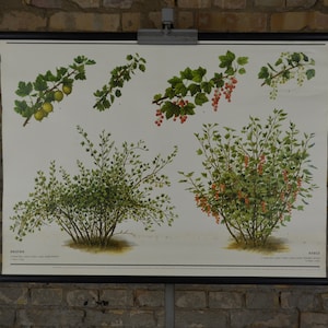 Grosella negra, grosellas: cosecha original 1980s escuela educativa póster rolldown gráfico de pared impresión botánica Planta de biología checa Jardín