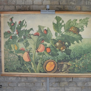 Escarabajo de Colorado: cartel educativo checo vintage original de la década de 1950 carta de pared de la escuela entomología impresión insectos plantas biología parásito de la patata