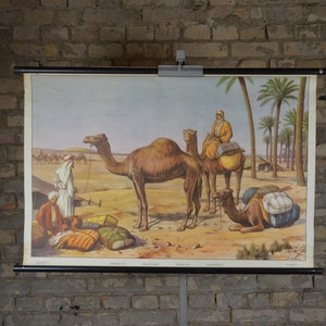 Dromedary Wohnwagen, Oase, Nordafrika : Original Vintage 1950er Schwedisches Lehrposter Schule Wandkarte Roll down Druck antik Kamele
