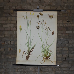 Katoengras, plantenprint: originele vintage jaren 1920 Duitse educatieve poster school wandkaart rol naar beneden antieke litho botanische bloem