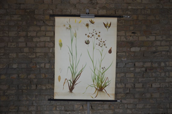 Cotton grass, plant print: original vintage 1920s German educational poster school wall chart roll down antique lithograph botanical flower