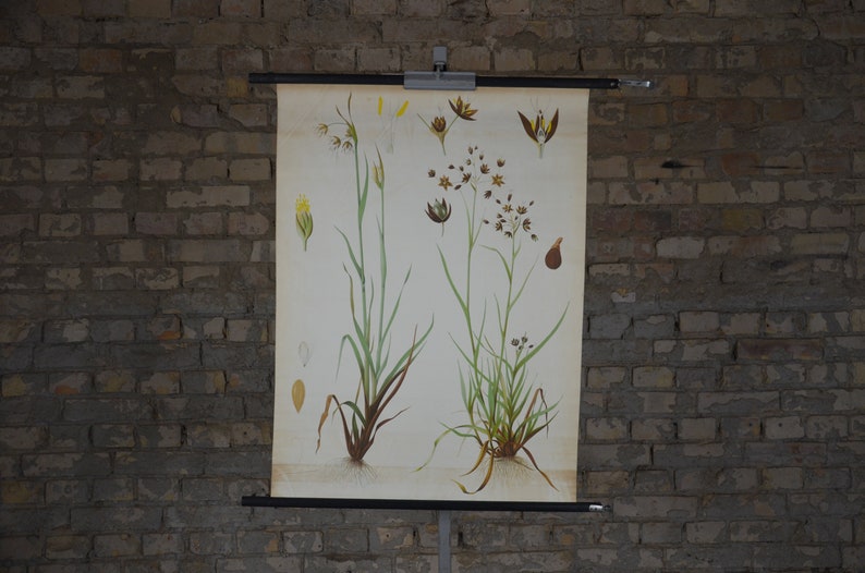 May include: A vintage botanical chart showing detailed illustrations of various plants. The chart displays several plant species with their roots, stems, leaves, and flowers. The artwork is rendered in a realistic style with a muted colour palette, mounted on a black bar.