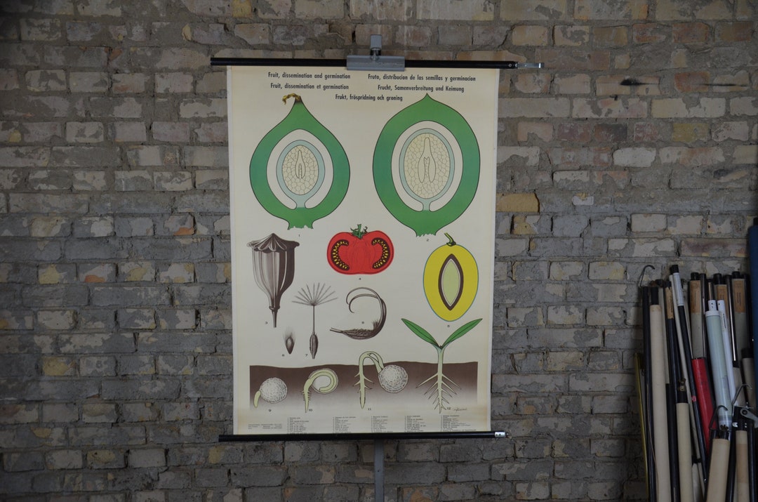 Tomato Seeds, Germination Original Vintage 1960s British Educational