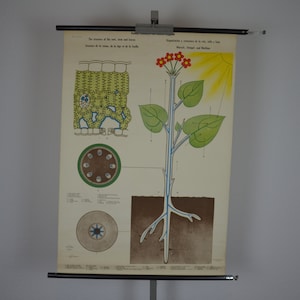 Wortel, Stam, Bladeren: originele vintage jaren 1960 Zweedse educatieve poster school wandkaart afdrukken Planten Biologie bloem tuinieren fotosynthese
