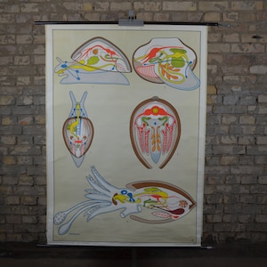 Mollusken Anatomie: Original Vintage 1960er Lehrposter Schule Wandkarte Roll down Druck Krake Tintenfisch Schnecke Schnecke Tentakel