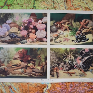 Vie marine de la mer du Nord: original vintage années 1960 école primaire éducative allemande affiche carte murale corals récif coquilles d’étoiles de mer moules