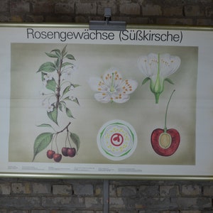 Kirschbaum & Obst: original Vintage 1980er Jahre Lehrposter Schulposter Schulposter Pflanze botanisch antik Obstgarten Knospe