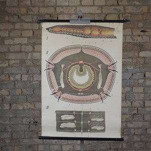 Regenworm Anatomie, Worm: originele vintage jaren 1900 Duitse anatomische educatieve poster school muur grafiek anatomische print wetenschap lithografie
