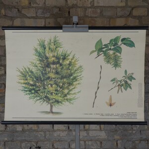 Hornbeam, Carpinus Betulus, Baum: original vintage 1980er Jahre Tschechisches Lehrposter Schule Wandkarte Roll down Druck Pflanze Botanischer Wald