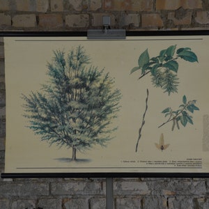 Hornbeam, Carpinus betulus: Original Vintage 1980er Jahre Tschechisches Lehrposter Schule Wandkarte Roll down Druck Pflanze Botanischer Wald Baum
