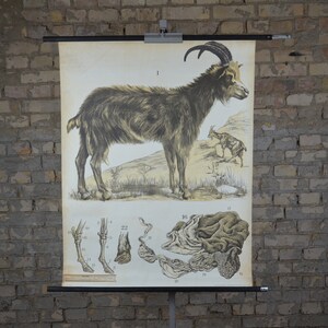 Heimische Ziege: Original Vintage 1920er Lehrposter Schule Wandkarte Roll down antike Lithographie Bauernhof Tier Anatomie antik