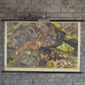 Fox Family, Kits: originale vintage 1950s svedese poster educativo scuola wall chart roll down stampa Scandinavia antico fauna selvatica foresta