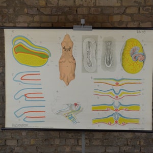 Menschliche Embryo Entwicklung: original antik 1920er Jahre Lehrposter Schule Wandkarte seltsame Anatomie medizinische Kuriosität vintage Schwangerschaft Föten