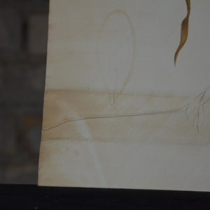 May include: A section of a vintage botanical illustration, featuring a faded, sepia-toned drawing of plant elements. The artwork includes a stylized oval shape, delicate lines, and detailed renderings of leaves and roots, all set against a cream-coloured background.