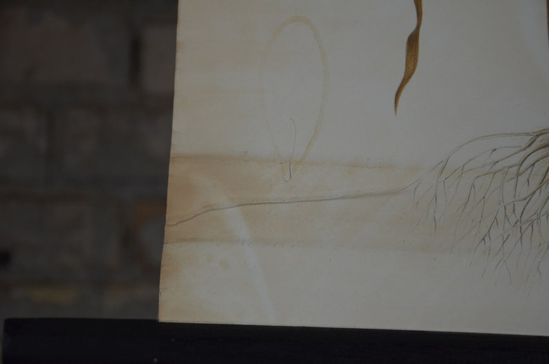 May include: A section of a vintage botanical illustration, featuring a faded, sepia-toned drawing of plant elements. The artwork includes a stylized oval shape, delicate lines, and detailed renderings of leaves and roots, all set against a cream-coloured background.