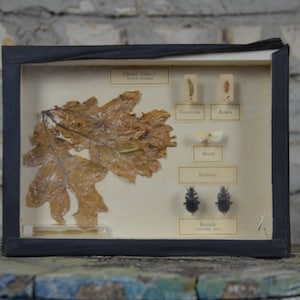 Antique Oak Moth Shadowbox: original vintage 1960s educational Czech school specimen collection display case insect entomology oddity curio