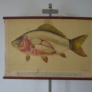 Anatomie de la carpe, poisson: millésime original des années 1960 Tchèque milieu du siècle affiche scolaire carte murale anatomique imprimer science disséquée pêche