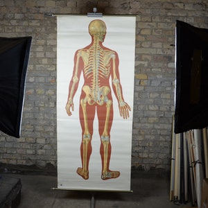 Skelett (Rücken), Menschliche Anatomie: Original Vintage 60er Jahre Deutsches Lehrposter Anatomisch Schulwandkarte Druck Medizinische Kuriosität seltsam
