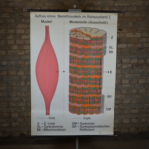 Spiervezels, menselijke anatomie: originele vintage Duitse educatieve schoolposter uit de jaren 70, afrolkaart medische print wetenschap biologie