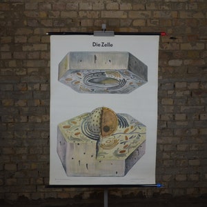 The Cell, Biology: originele vintage jaren 1970 Duitse educatieve poster school muur grafiek roll down print Wetenschap modernistische illustratie MCM