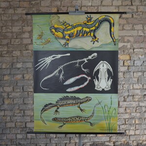 Salamandre de feu Anatomie: Jung Koch Quentell original vintage allemand des années 1960 affiche éducative école carte murale anatomie imprimer amphibien