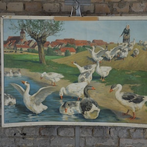 Élevage d’oies: original vintage des années 1920 Affiche éducative allemande carte murale de l’école rouleau vers le bas impression oies oiseaux été lithographie antique