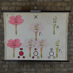 Mirabilis jalapa genetica, bloemen: originele vintage jaren 1950 Nederlandse educatieve poster schoolwand grafiek roll down print Biologie Plantkunde DNA