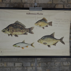 Süßwasserfische: original Vintage 1960er Jahre Lehrposter Schulposter Karausche Brassen Fischen Print Küchenteich