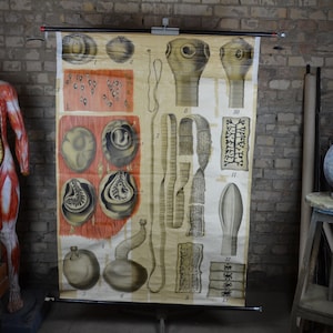 Bandwurm, Intestinal Parasit: RIESIGE original antike 1890er Jahre pädagogisches Plakat Schule Wand Chart Druck seziert medizinische Kuriosität seltsam