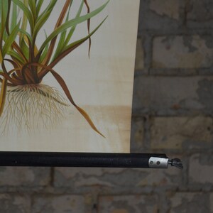 May include: A vintage botanical illustration of a plant with green and brown leaves and a detailed root system. The artwork is mounted on a black roller bar, against a brick wall.