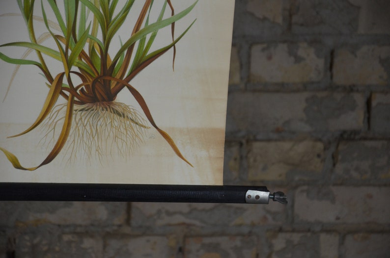 May include: A vintage botanical illustration of a plant with green and brown leaves and a detailed root system. The artwork is mounted on a black roller bar, against a brick wall.