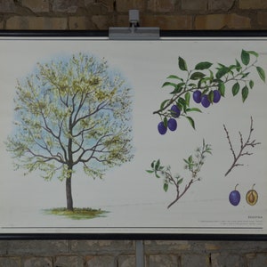 Pflaume Pflaume Friut & Baum, Obstgarten: Original Vintage 1980er Jahre Tschechisches Lehrposter Schule Wandkarte Roll up botanischer Druck Pflanze antik