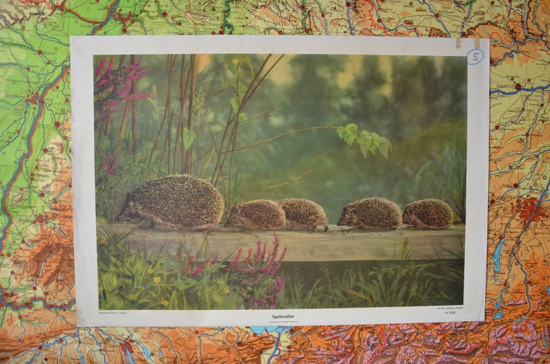 Hedgehog Family: Original Vintage 1960s German Educational Elementary ...