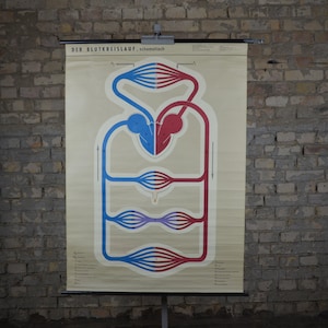 Blutkreislauf: Original Vintage 1960er Lehrposter Anatomie Schulwandkarte Roll down Anatomie Herz Blut