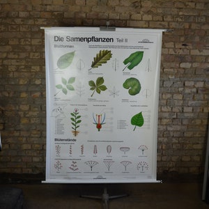 Arten von Blättern, Bäumen: 1990s alte Schulposter Schulwandkarte, Roll-Up Poster Druck auf Leinwand, 1990er Jahre