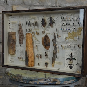 Coleoptera, Large Antique Entomology Display: original 1880s German University specimen collection box beetles insects natural history