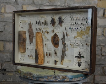 Coleoptera, Large Antique Entomology Display: original 1880s German University specimen collection box beetles insects natural history