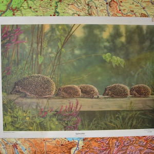 Hedgehog Family: original vintage des années 1960 allemand éducatif école primaire affiche tableau mural mignon animal impression faune photo colorisée