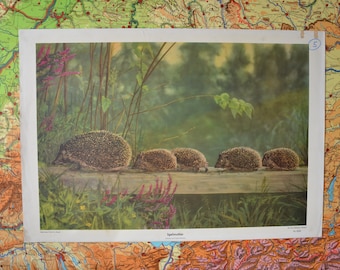 Hedgehog Family: original vintage 1960s German educational elementary school poster wall chart cute animal print wildlife colourized photo