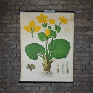 Impression botanique de souci des marais, de fleurs jaunes : affiche éducative allemande originale des années 1920, tableau mural scolaire retroussé, lithographie ancienne