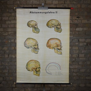 Human Evolution, Stone Age, Skulls: original vintage 1960s Affiche éducative allemande carte murale de l’école rouleau bas Neandertal Hominides